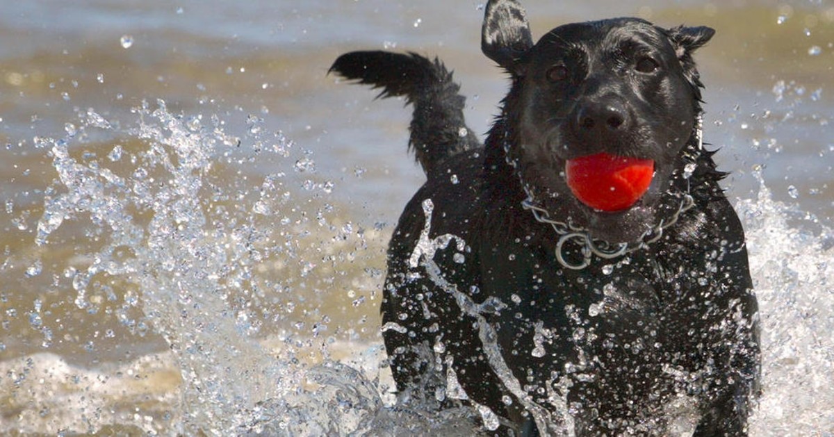 Spiagge libere per cani in Campania: ecco la guida