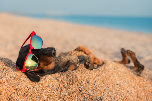 cane in spiaggia