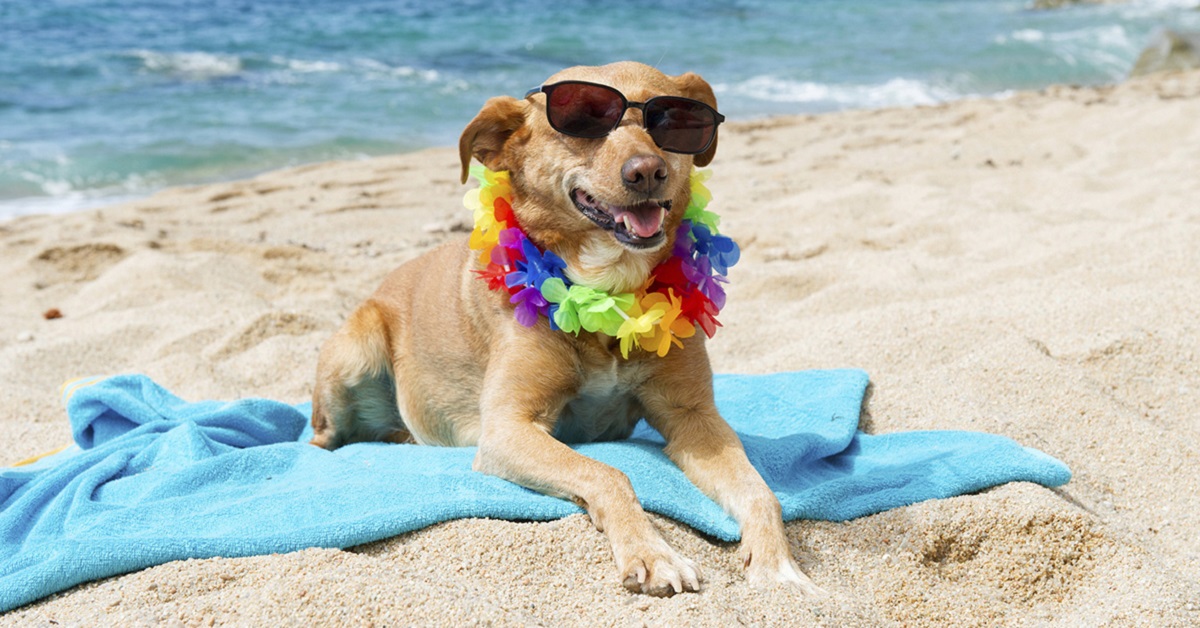 Spiagge libere per cani in Emilia Romagna: ecco quali