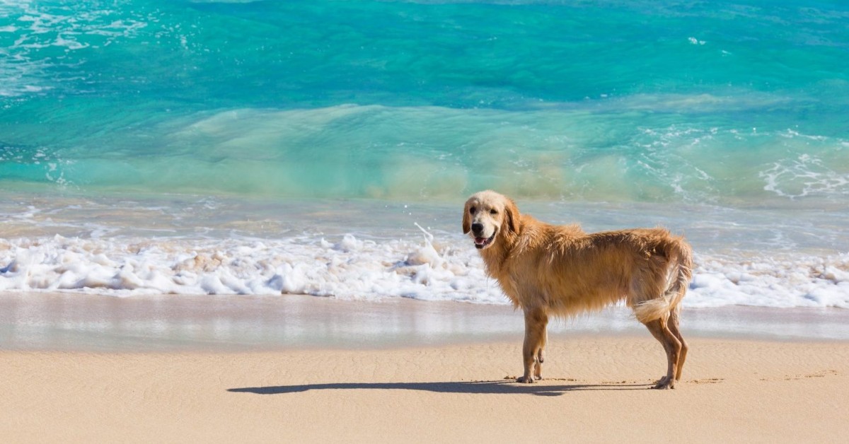 Spiagge libere per cani in Sardegna: via ai bagni con Fido