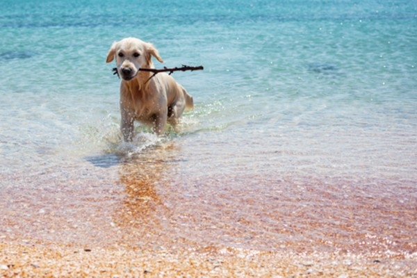 cane riporta un legnetto