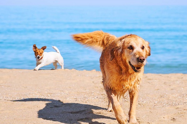 cani corrono sulla spiaggia
