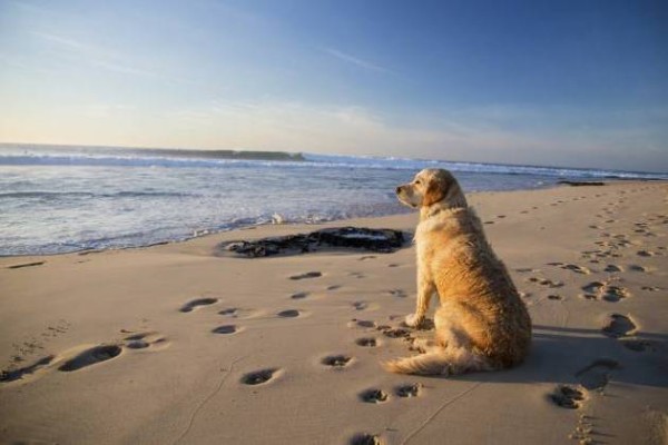 cane al mare