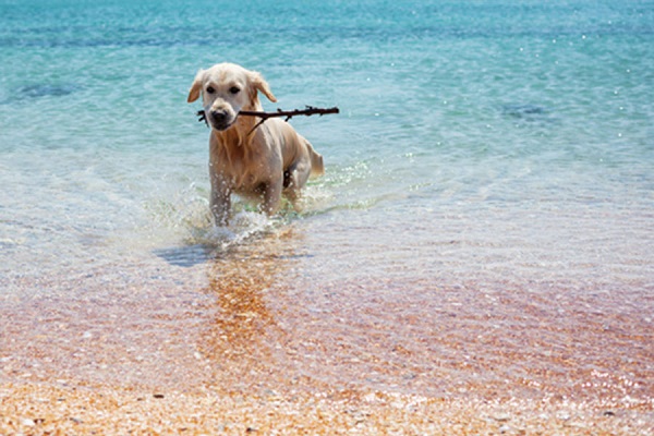 cane sta uscendo dall'acqua con bastone in bocca