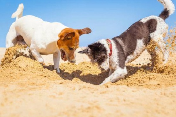 cani che scavano nella sabbia