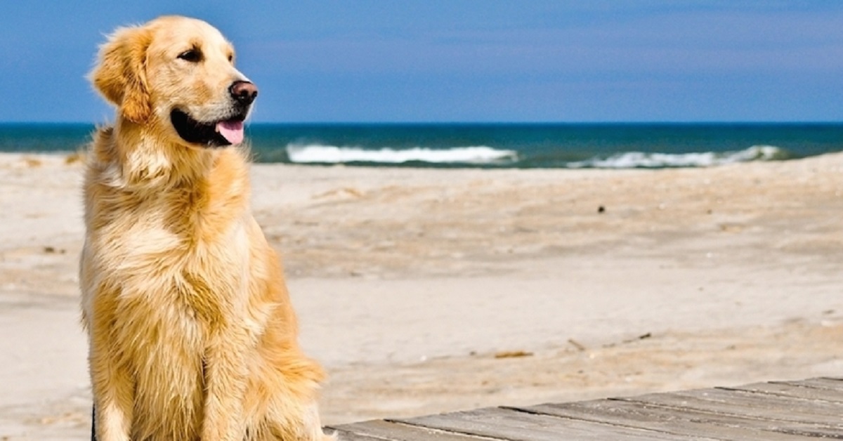 Spiagge libere per cani in Toscana: tutte le zone “bau”