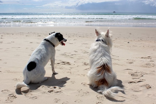 cani seduti in spiaggia