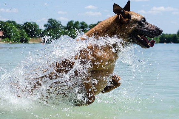 cane si tuffa in acqua