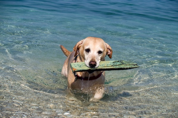 cane con legno tra i denti