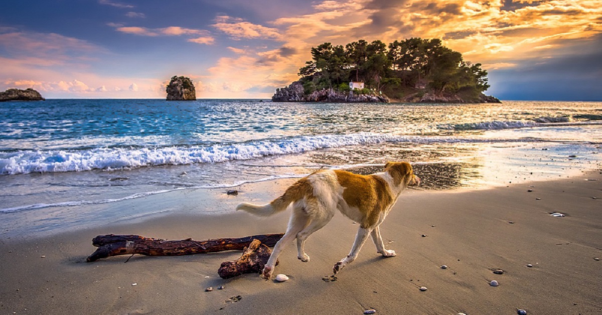 Spiagge libere per cani nel Lazio: anche Fido fa il bagno
