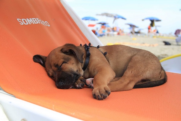 cucciolo di cane su lettino in spiaggia