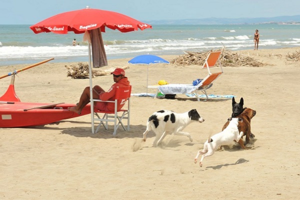 spiaggia per cani con bambino