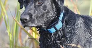 Targhetta del cane: cosa bisogna scrivere?