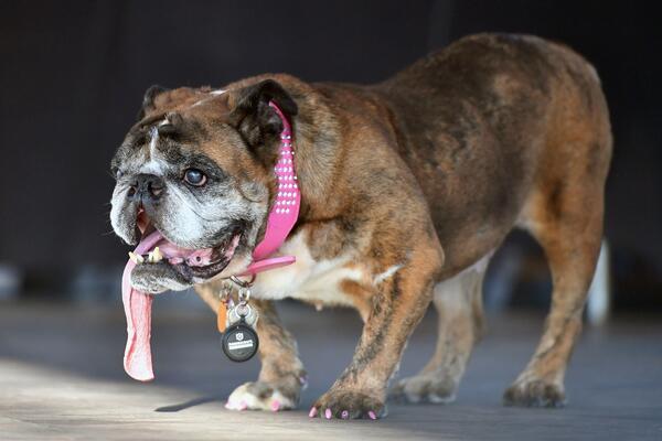 cosa scriverci sulla targhetta del cane