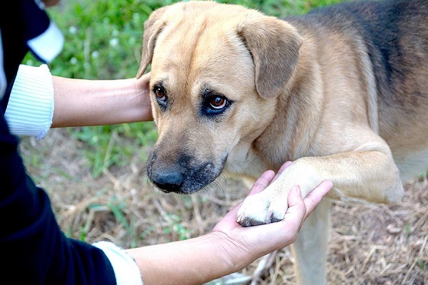 cane che dà la zampa