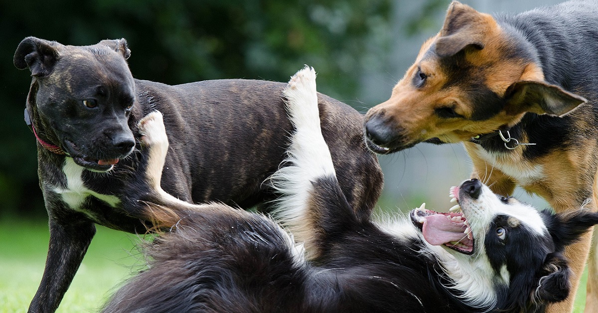 Temperamento del cane: come scoprire qual è con un test