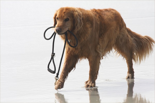 cane in spiaggia 