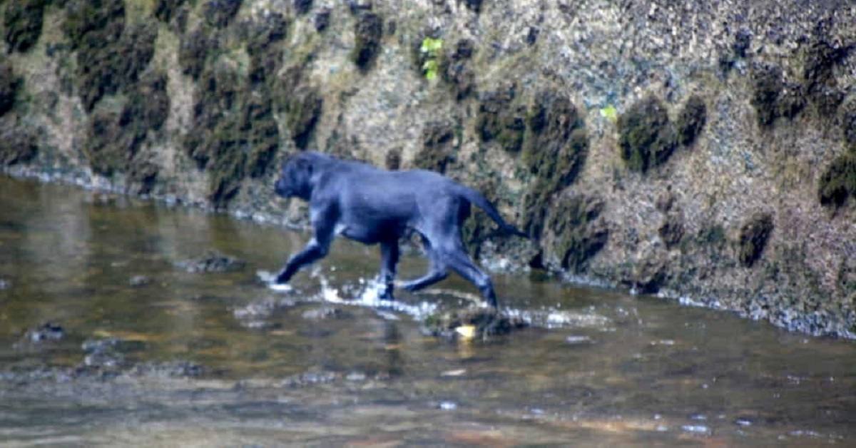 Terni, cane riesce ad uscire illeso dalle acque del fiume Nera