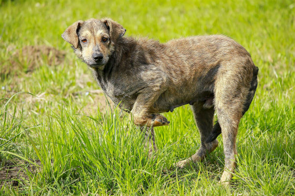 cane in giardino