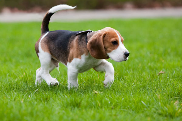 cane sul prato