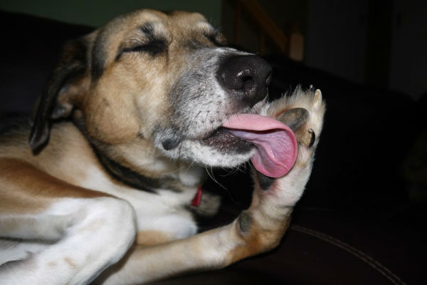 cane che si lecca la zampa