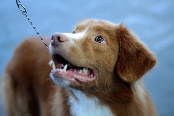 I condotti lacrimali del cane