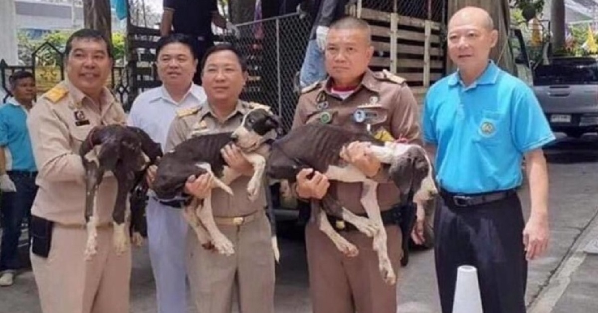 Un re adotta 15 cani dopo esser stati lasciati in condizioni disumane