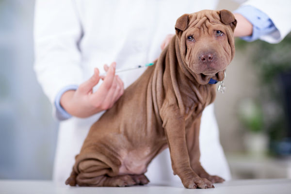 ciclosporiasi nel cane