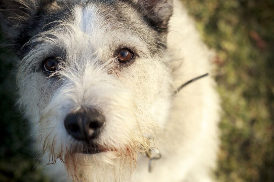 cane sul prato