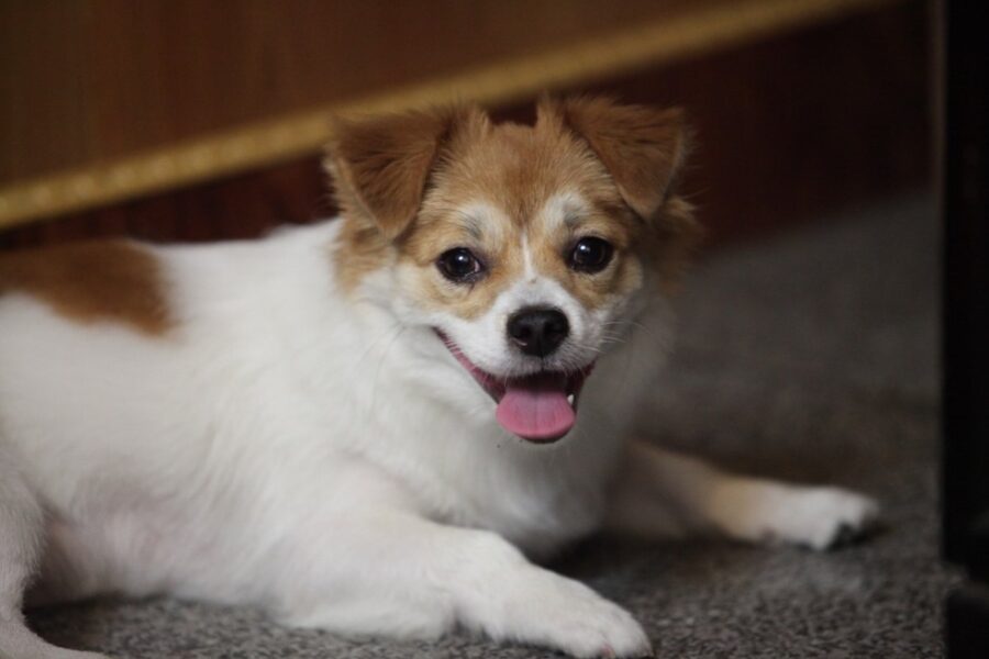 cagnolino in casa