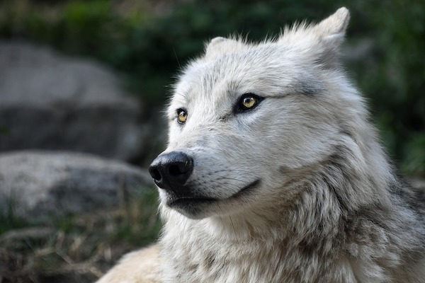 Come funzionano le orecchie del cane