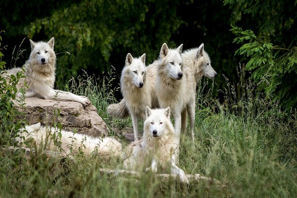 cani discendono dai lupi