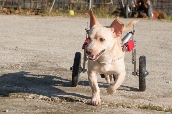 cani accessori per loro