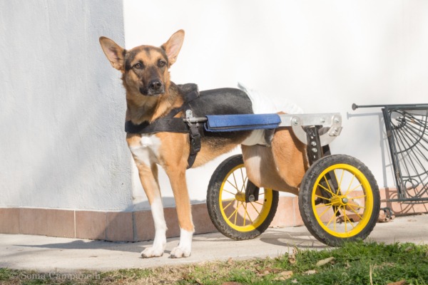 Accessori per cani disabili