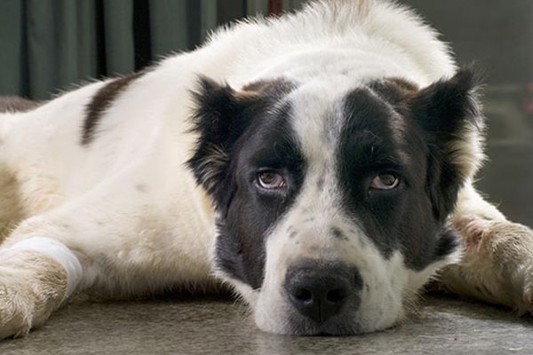 cane coricato