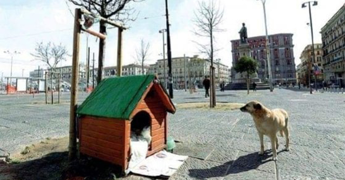 Napoli: Bella, il cane di quartiere che ama la libertà