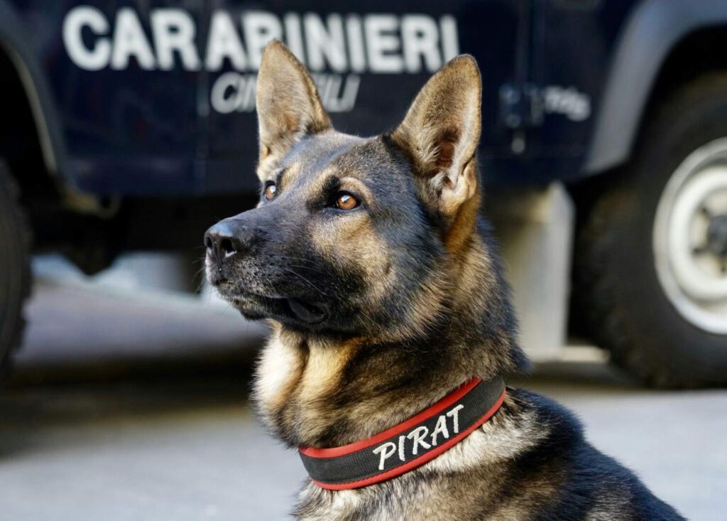 Cane Carabiniere