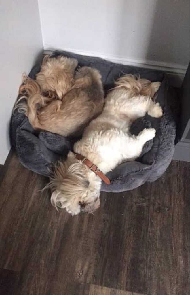 Cane George e cane Harry che dormono insieme
