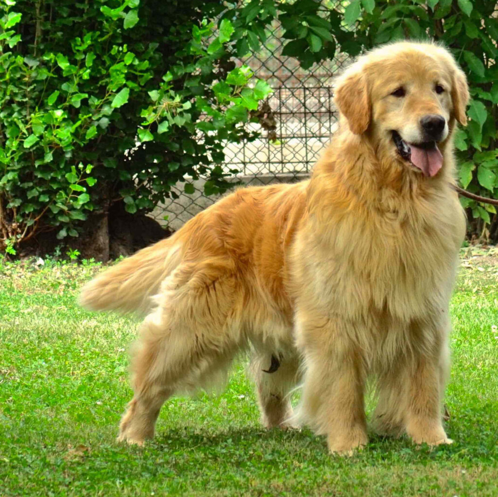 Cane Golden Retriever che osserva