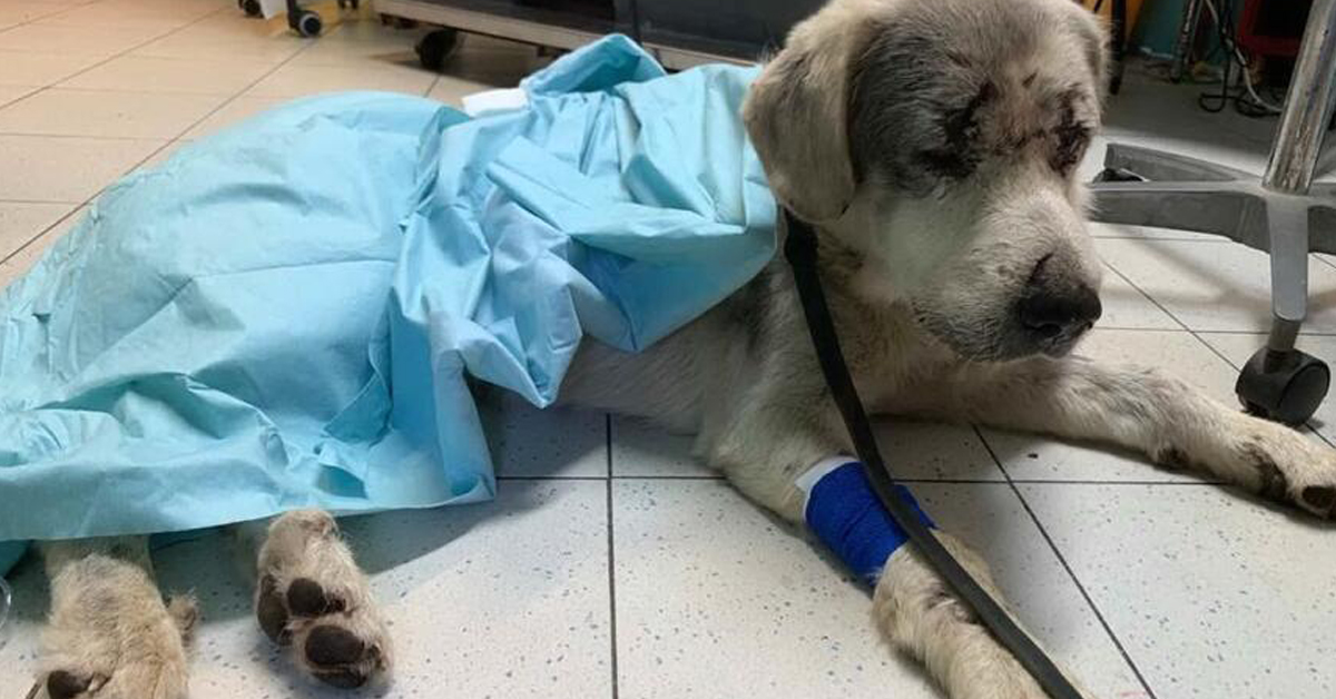 Oristano: cane picchiato e poi investito salvato in extremis