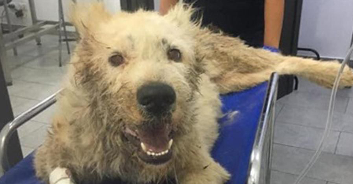 Palermo: cane Ruth perde la vita per la violenza di un uomo