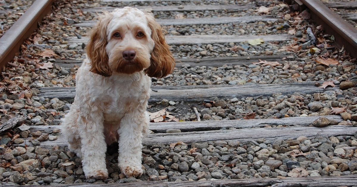 Cani abbandonati: le peggiori scuse rifilate ai canili