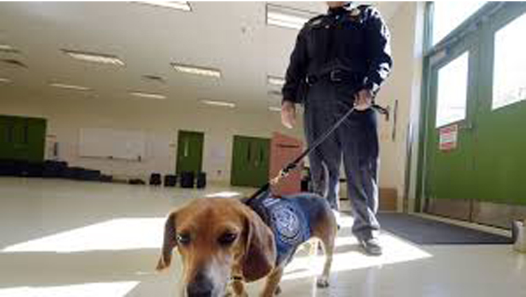 Cane che annusa in aeroporto