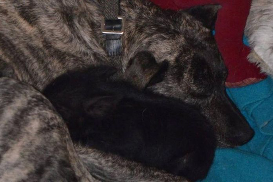 Cane-che-dorme-vicino-ad-un-maialino