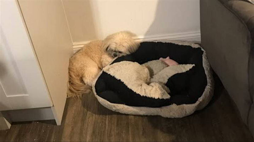 Cane che dorme vicino ad una cuccia