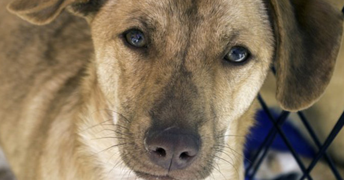 Irpinia: 6 cani perdono la vita per colpa delle esche avvelenate in una sola notte