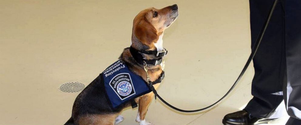 Cane che lavora in aeroporto