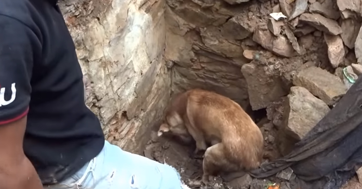 India, cani intrappolati sotto le macerie: il video della mamma che scava per salvarli