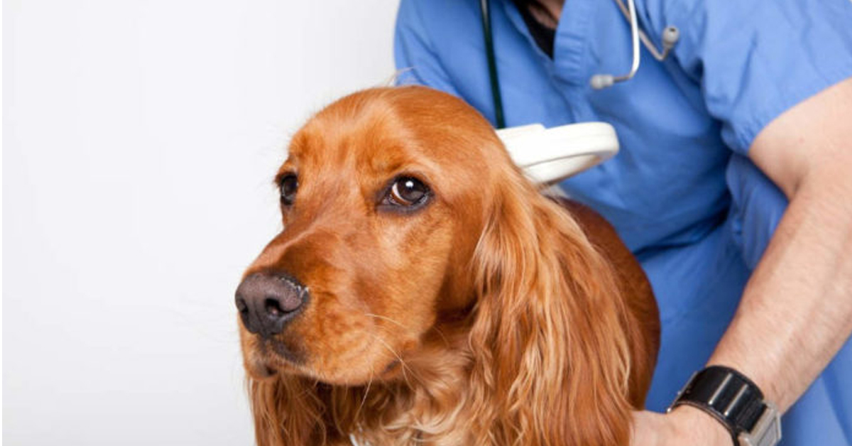 Microchip gratuiti per i cani: le tante iniziative delle città italiane