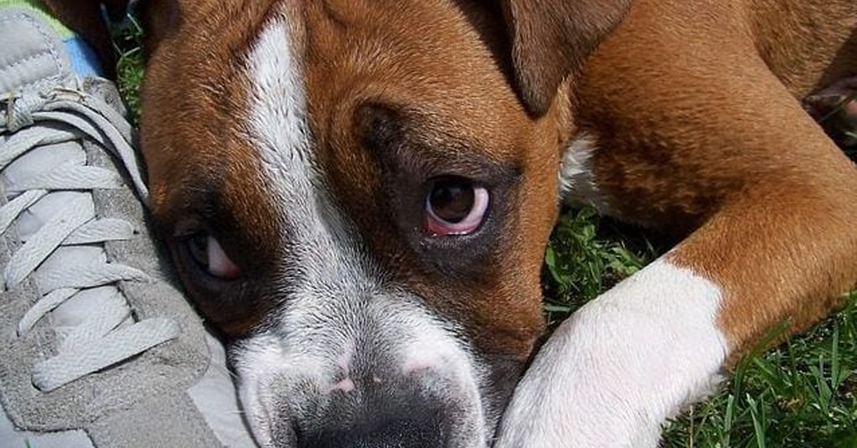 Il cane può essere giù di morale? Come possiamo aiutarlo?